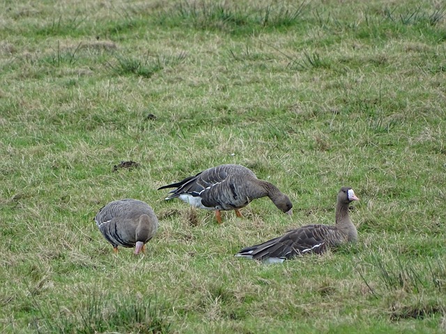 学习穆里尼 学习穆里尼